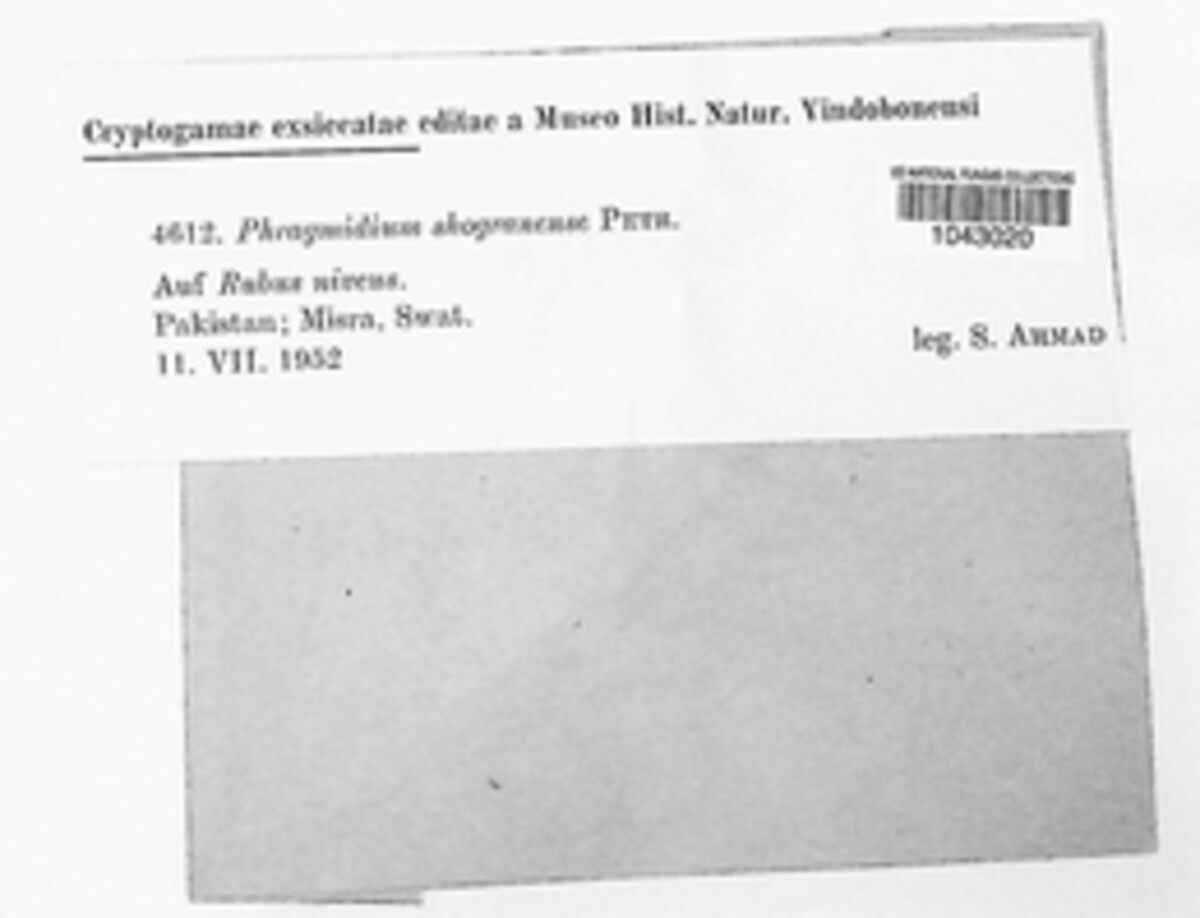 Phragmidium shogranense image